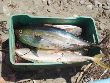 Bahia Asuncion, Mexico fishing photo 2