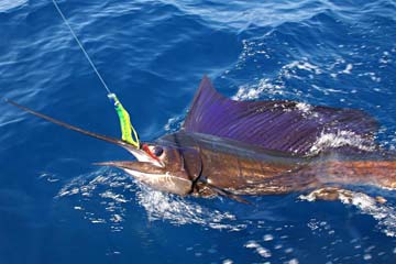 Loreto, Mexico fishing photo 1