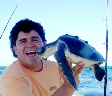 Cabo San Lucas, Mexico sea turtle rescue photo 2