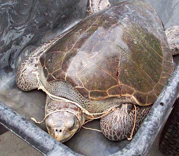 Cabo San Lucas, Mexico sea turtle rescue photo 4