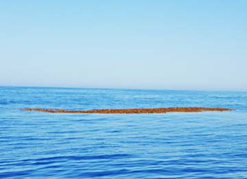 San Quintin, Mexico fishing photo 1