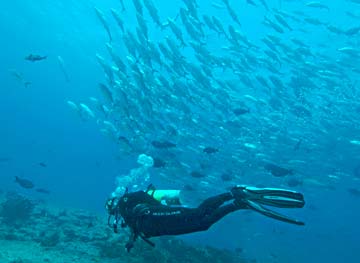 East Cape, Mexico diving photo 1