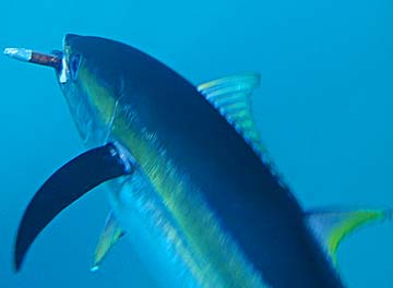 Baja California, Mexico fishing photo 1