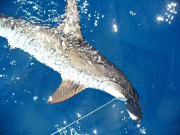 Cabo San Lucas, Mexico fishing photo 2