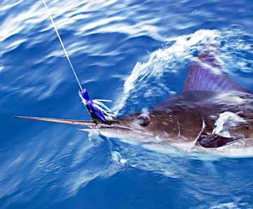 Magdalena Bay, Mexico fishing photo 2