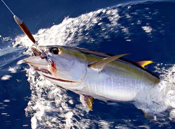 Magdalena Bay, Mexico fishing photo 3