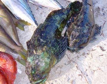 Puerto Santo Tomas, Mexico fishing photo 2