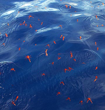 Magdalena Bay, Mexico pelagic red crab photo 1