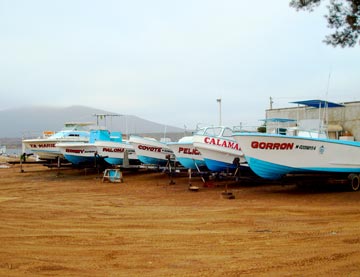 San Quintin, Mexico fishing photo 4