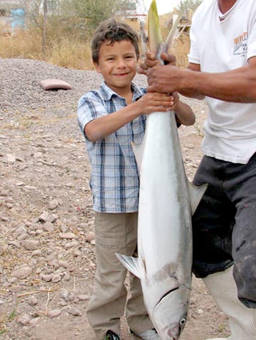 Loreto yellowtail