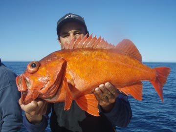 San Quintin Rockcod