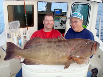 Santa Rosallia gulf grouper