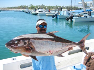 San Jose del Cabo amberjack