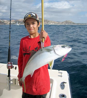 Yellowtail caught at Punta Palmilla.