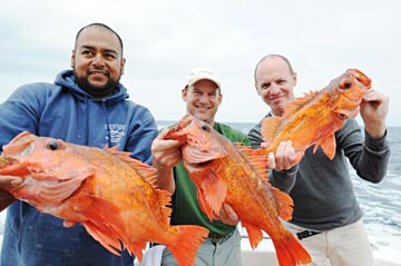 Bottom fish caught at Isla Cedros.