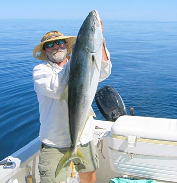 Yellowtail caught at La Paz.