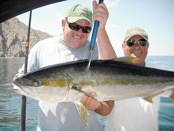 Yellowtail caught at Isla Cerralvo