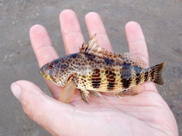 Small spotted bay bass caught at Puertecitos