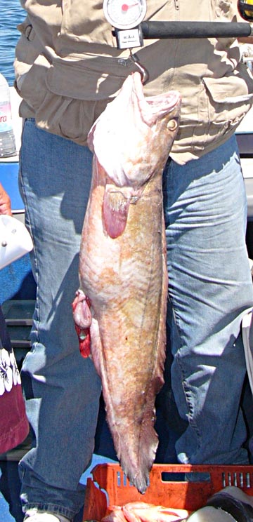 Possile brotula species caught at San Carlos, Sonora