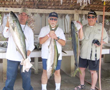 Three yellowtail caught at Loreto's Bajo San Bruno