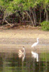 Mangrove fishing at Mazatlan 1