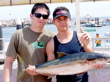 Yellowtail caught at Bajo San Bruno