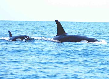 Killer whales at Ixtapa in water temperature of about 80 degrees