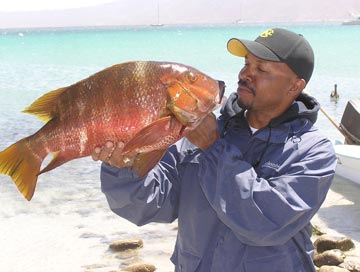 Barred pargo caught at La Paz