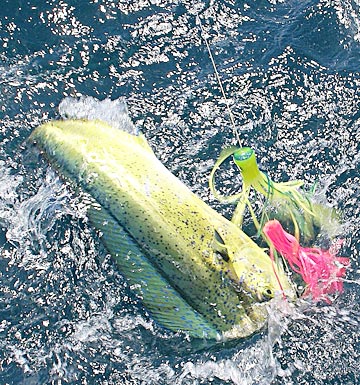 Spring dorado caught offshore of Loreto