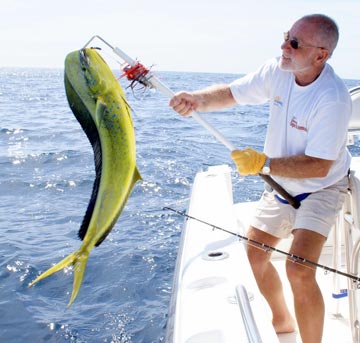 Dorado release at Loreto