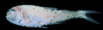 Diogenes lanternfish