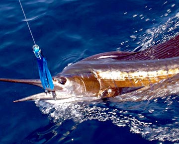 Sailfish caught at Loreto