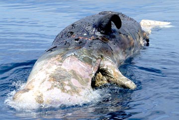 Dead sperm whale and dorado 1