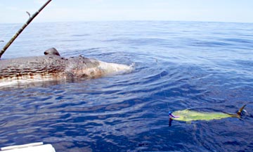 Dead sperm whale and dorado 2