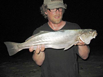 Orangemouth corvina caught at East Cape