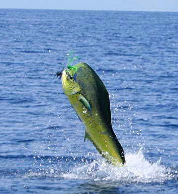 Dorado caught at San Carlos, Sonora, Mexico 2