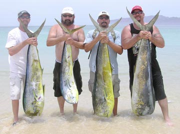 Dorado catch at La Paz