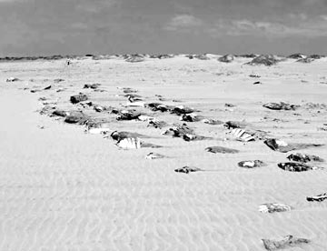 Sea turtle graveyard at Magdalena Bay 1