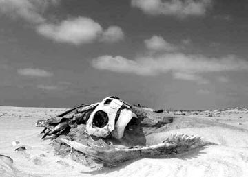 Sea turtle graveyard at Magdalena Bay 4