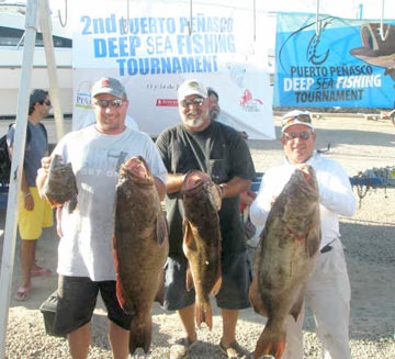 Gulf grouper at Rocky Point 1