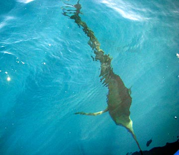 Sailfish under panga at Loreto