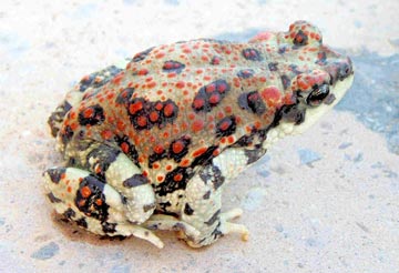 Unknown toad observed at San Jose del Cabo