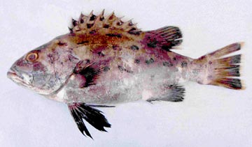 Juvenile black sea bass