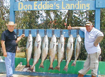 White seabass caught at San Quintin