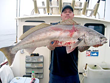 White seabass caught at San Quintin