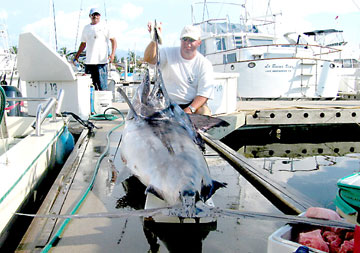 Puerto Vallarta, Mexico, Fish Photo 1