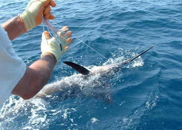 San Carlos marlin fishing