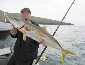 San Quintin yellowtail