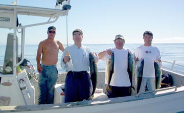 Yellowtail caught at the 15 spot, San Quintin, Mexico