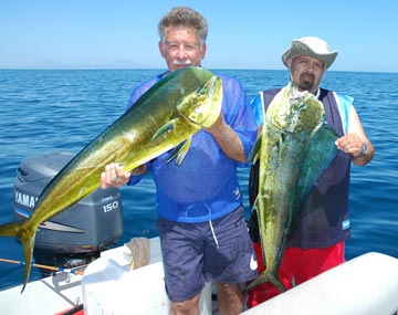 First dorado of the season caught off Santa Rosalia, Mexico.